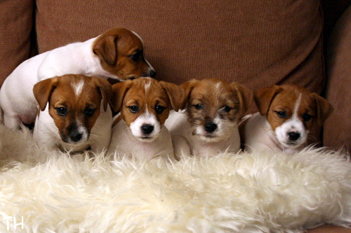 120922_riimu willa welho wili.jpg - Ruu, Riimu, Willa, Welho & Wili